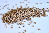 Spelt Malt (German)